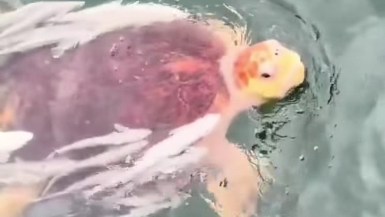 Terlahir Berbeda, Inilah Kisah Penyu Albino yang Bertahan di Alam Liar