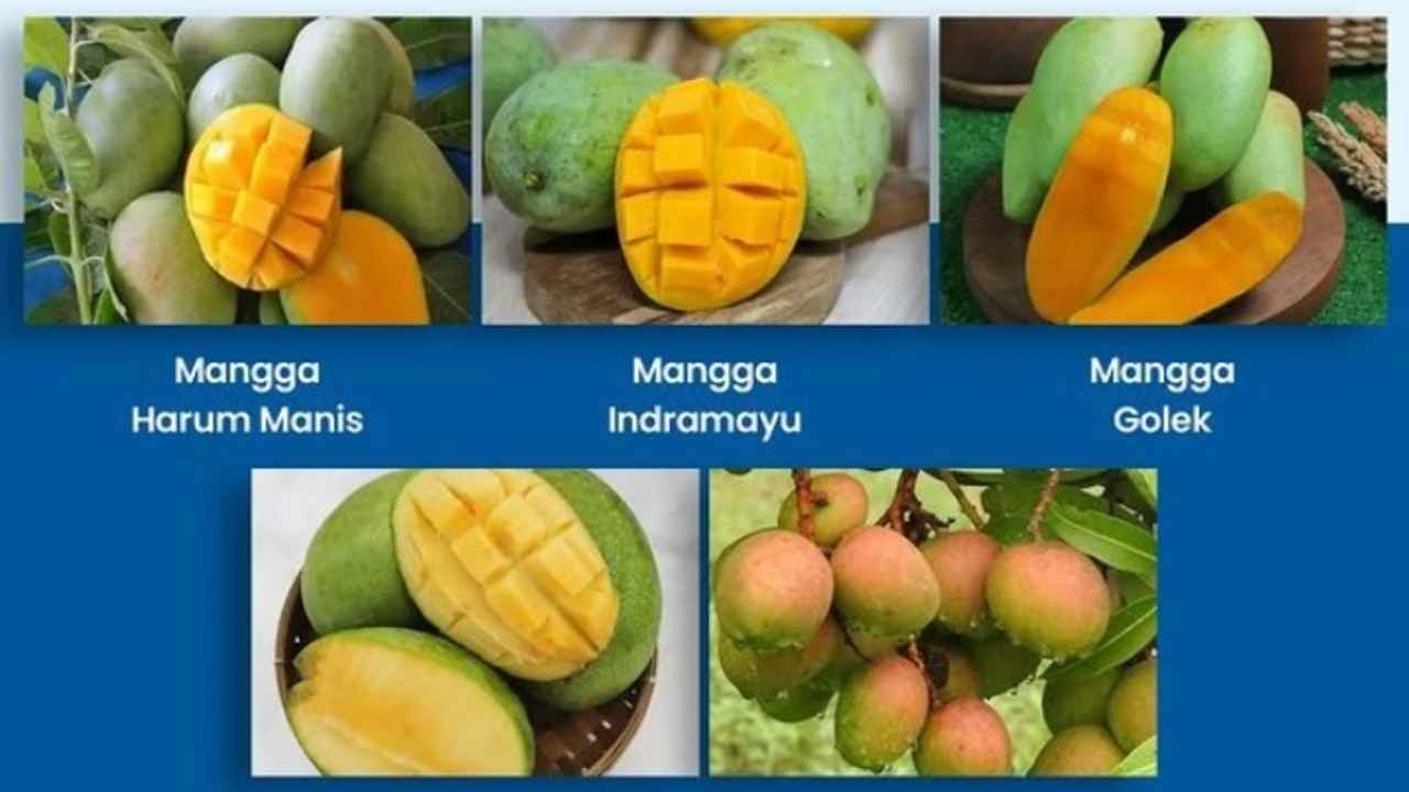 5 Mangga Favorit Orang Indonesia, Mana yang Jadi Favoritmu?