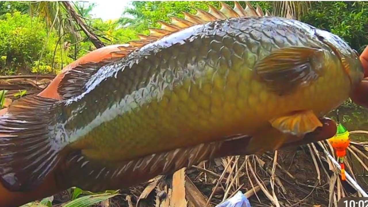 Siapa Sangka? Ini 8 Manfaat Ikan Betok Bagi Kesehatan