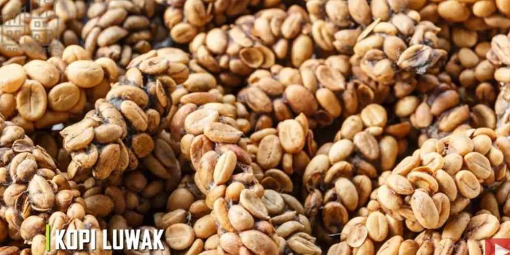 Rahasia Kopi Luwak, Dari Kotoran Luwak Jadi Minuman Mewah di Cangkir, Gimana Prosesnya?