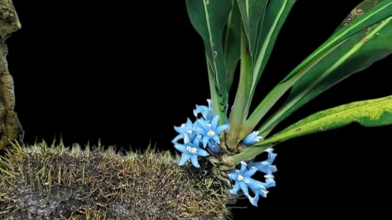 Myrmecophyton Arfakianum, Tanaman Epifit Langka dengan Bunga Biru Unik dari Pegunungan Arfak