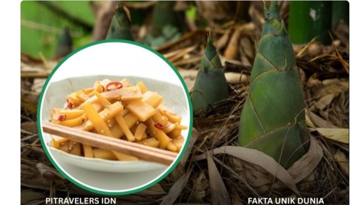 HEBOH! Rebung yang Sering Dianggap Sayur Kampung Ternyata Dinobatkan Jadi “Superfood” Dunia oleh Peneliti Ingg