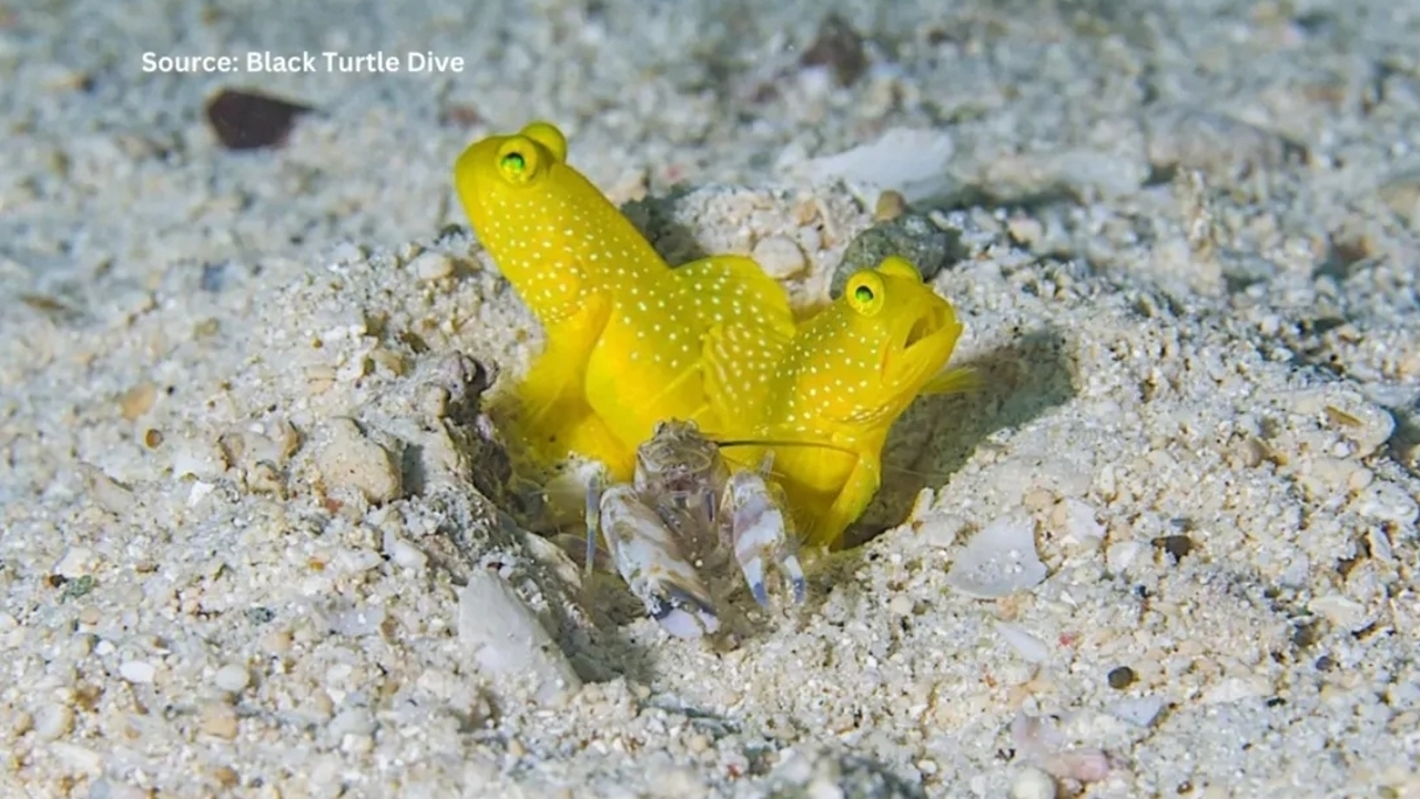 Saling Melengkapi! Udang Ahli Gali Liang Ini Punya 'Bodyguard' Pribadi