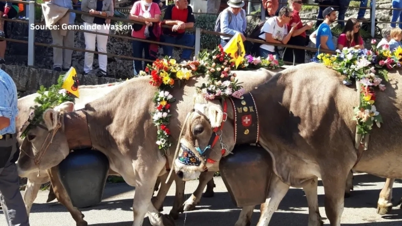 Tradisi Unik Alpabzug di Swiss, Perayaan Turunnya Sapi dari Gunung