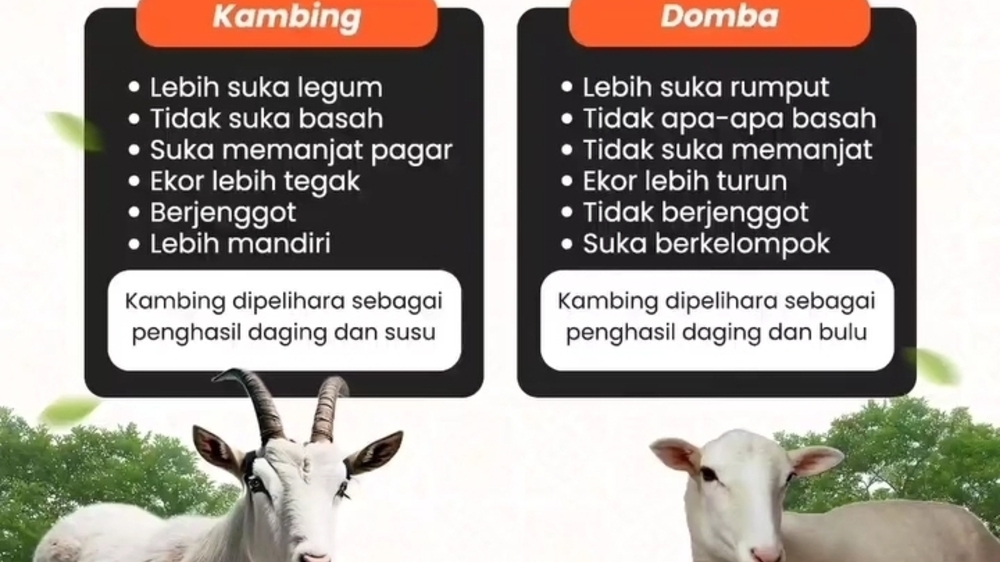 Apakah Anda Benar-Benar Tahu Perbedaan antara Domba dan Kambing ? Berikut 10 Perbedaannya