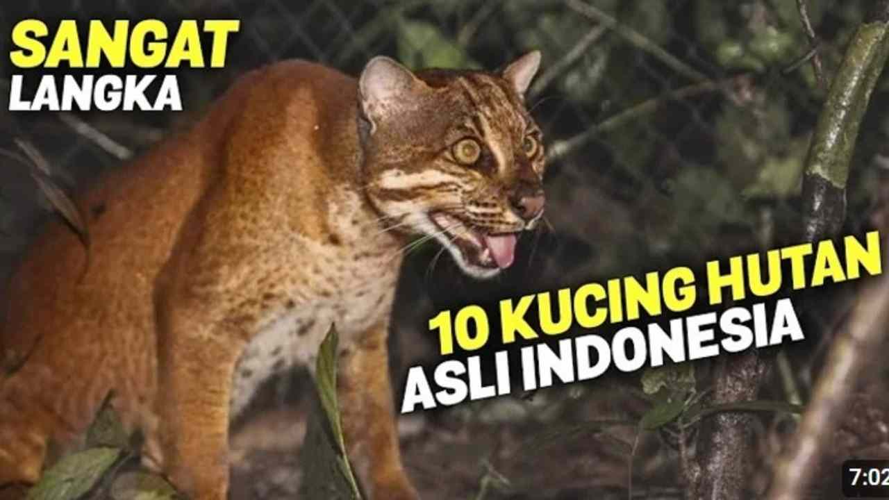 HAMPIR PUNAH! 10 Jenis Kucing Hutan Asli Indonesia