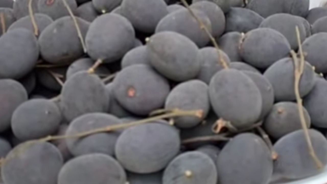 Jarang Dilirik, Buah Keranji Justru Ampuh Bikin Kulit Sehat dan Bercahaya