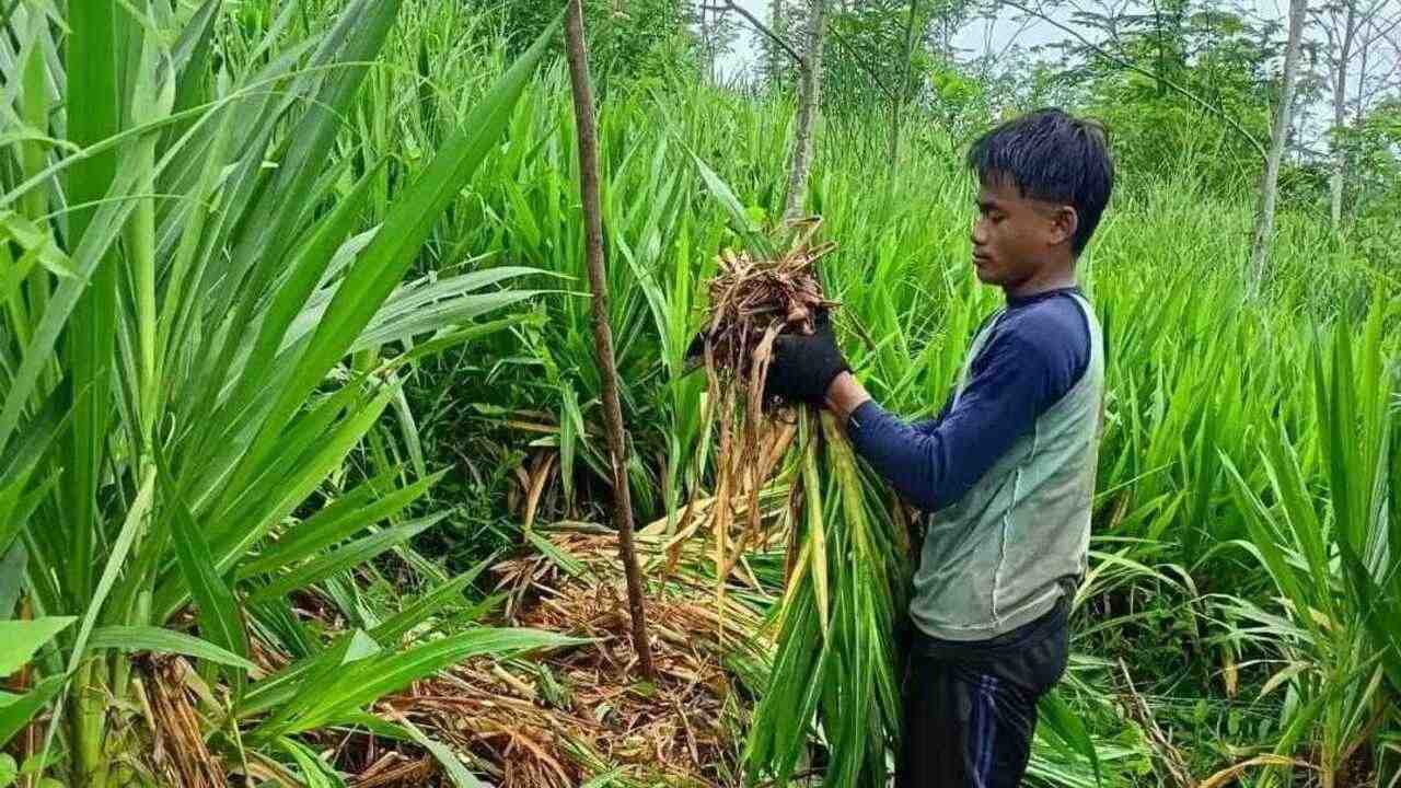 Rumput Odot (Gajah Mini), Solusi Pakan Ternak Bernutrisi Tinggi dan Mudah Dibudidayakan