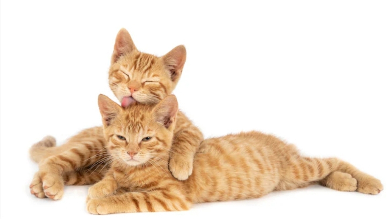 Pemula Wajib Tahu! Penyebab Bulu Kucing Rontok dan Tips Perawatannya
