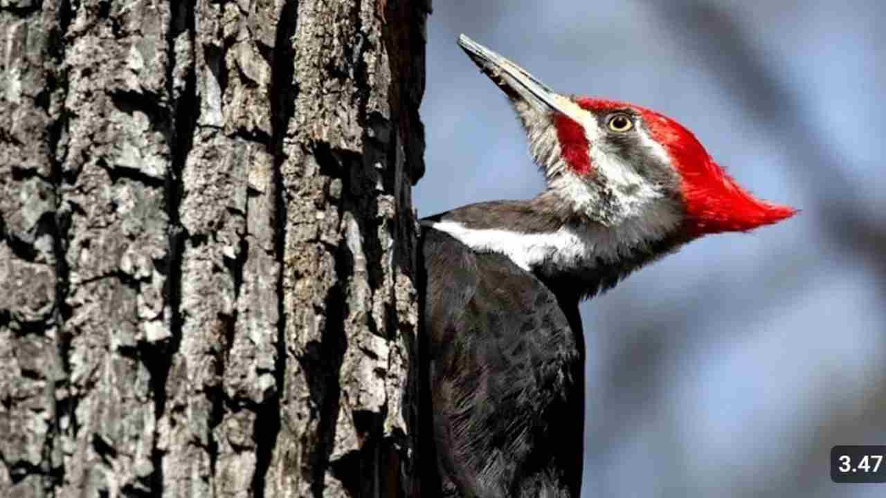 Suka Nonton Kartun Woody Wodpecker? Ternyata Burung Pelatuk Punya Keunikan Ini