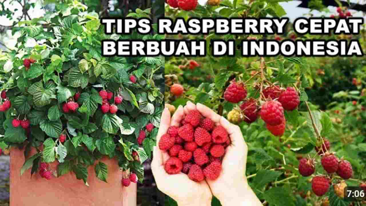 Raspberry, Si Kecil Merah Manis yang Punya Segudang Manfaat!