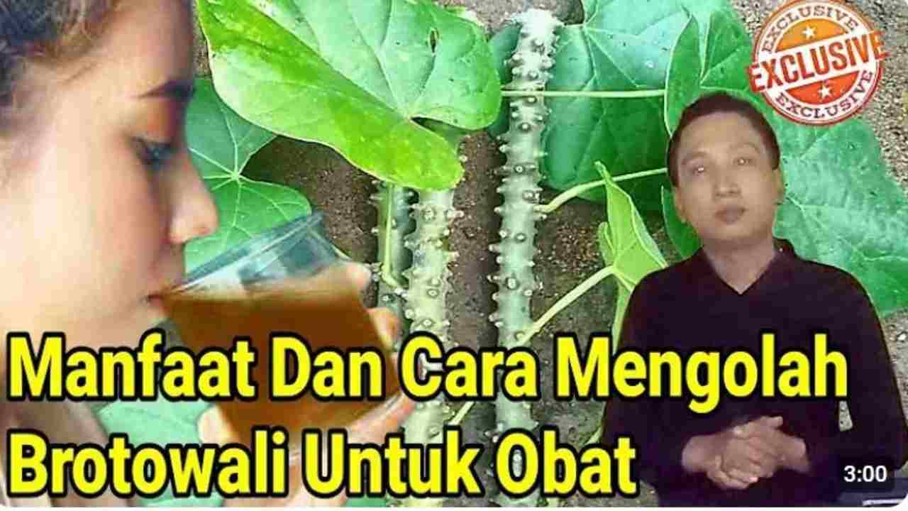 Si Pahit Rasa Jitu Brotowali, Solusi Alami untuk 5 Penyakit Ini!