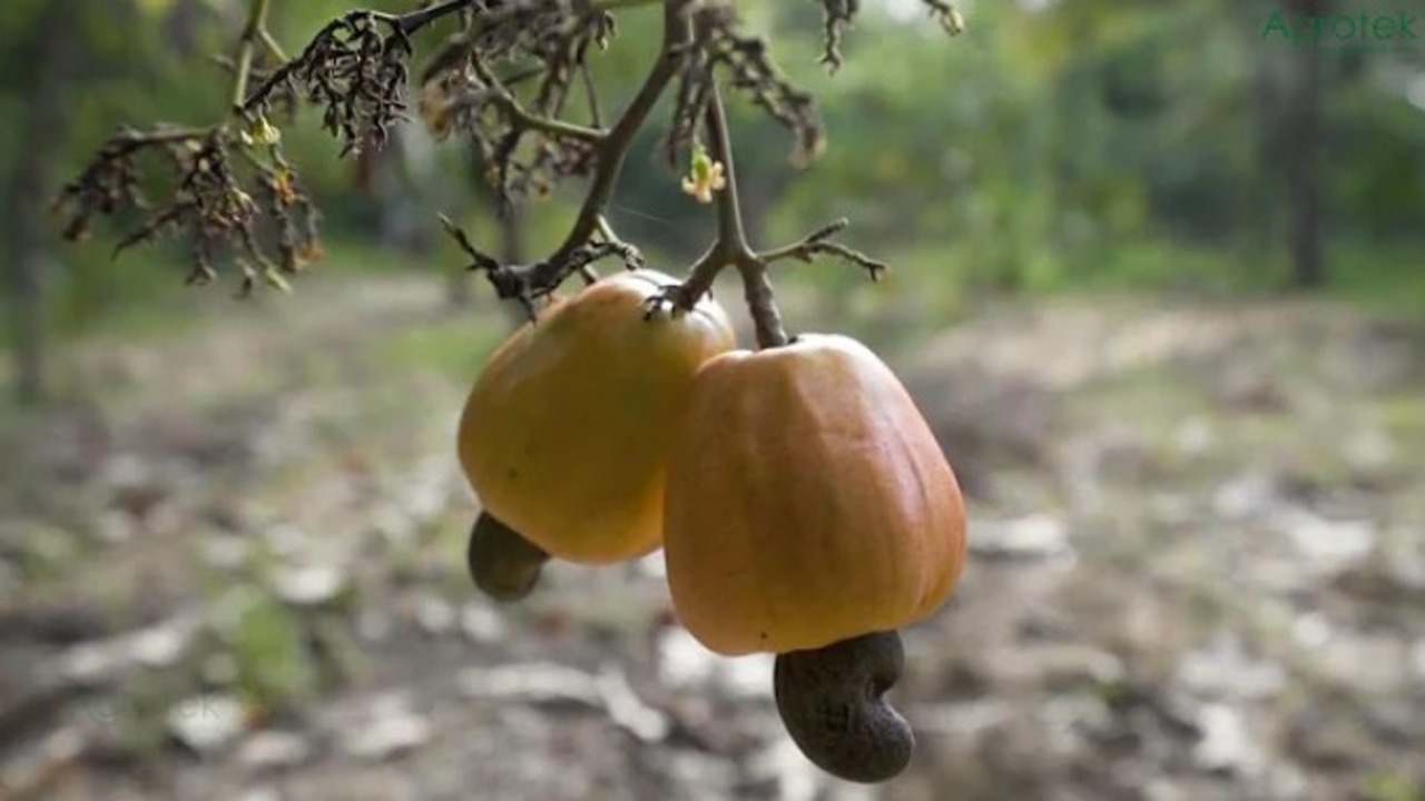 Jambu Mete Si Kecil Imut, Tapi Kaya Manfaat!