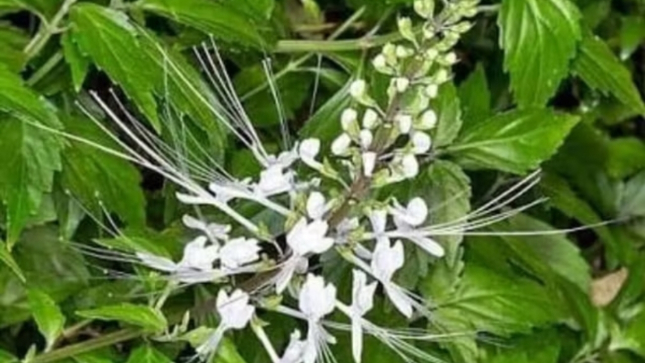 Tanaman Kumis Kucing: Khasiat, Kandungan, dan Cara Mengolahnya