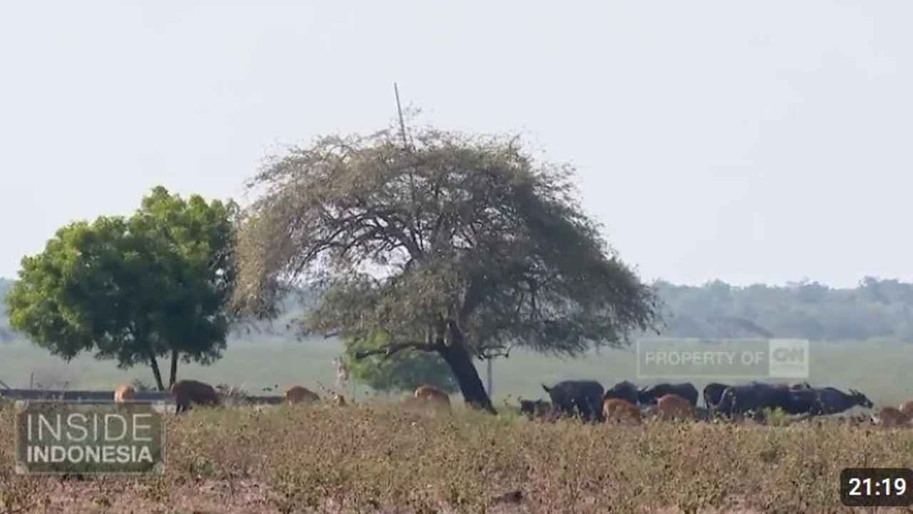 Petualangan Seru ke Alam Liar Baluran, Surga Tersembunyi yang Wajib Kamu Jelajahi!