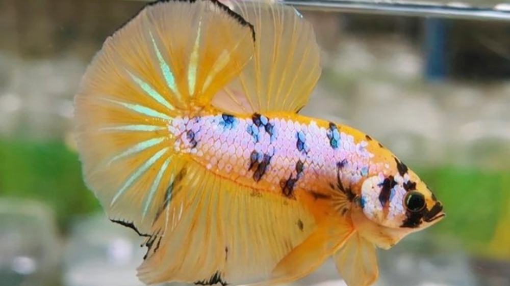 Sebelum Pelihara Ikan Cupang, Simak Dulu 5 Fakta Seputar Ikan Cantik Ini