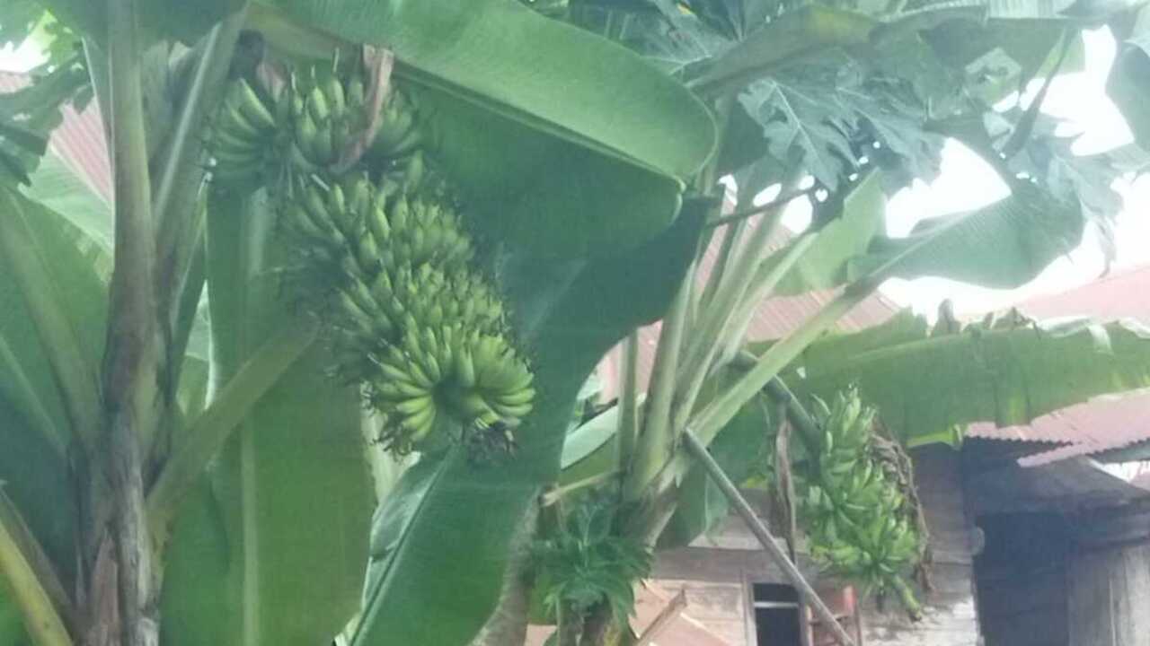 Pisang Emas Perontok Susuk? Ini Penjelasan Medis dan Rasional