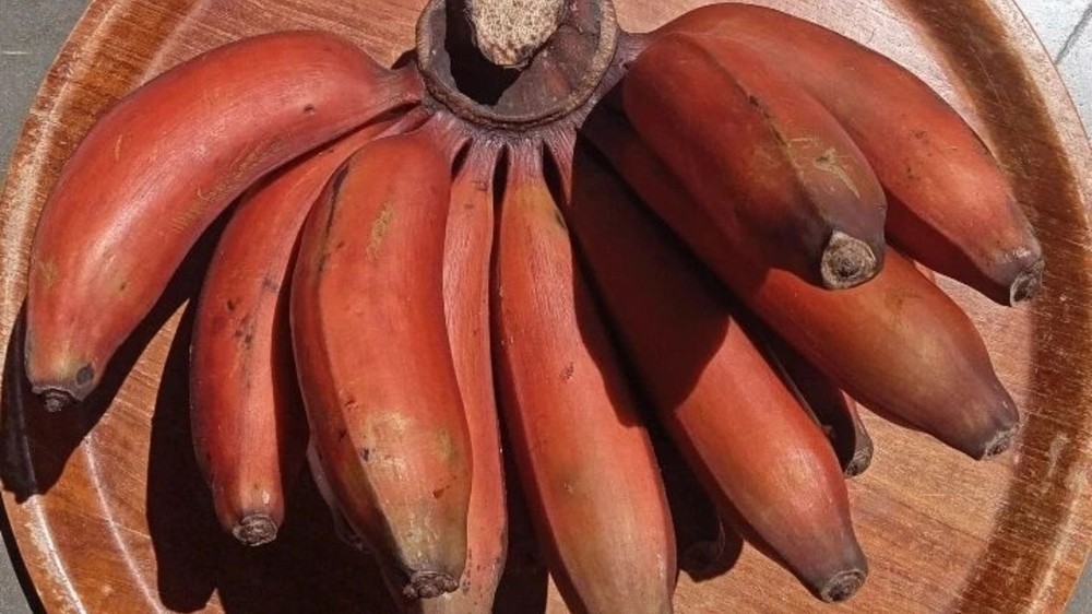 Buah Pisang Dengan Nama Mistis? Ternyata Pisang Terlangka Di Indonesia