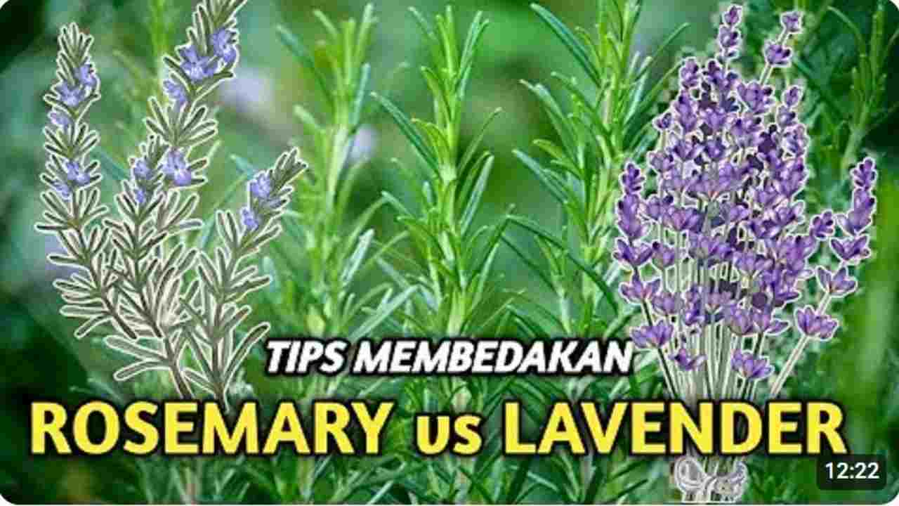 Sekilas Terlihat Mirip, Ini 6 Perbedaan Rosemary dan Lavender