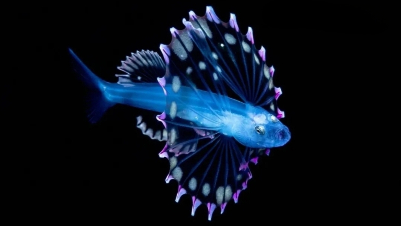 Hidup di Kedalaman 6.000 Meter, Larva Rainbow Tripod Fish Tertangkap Kamera