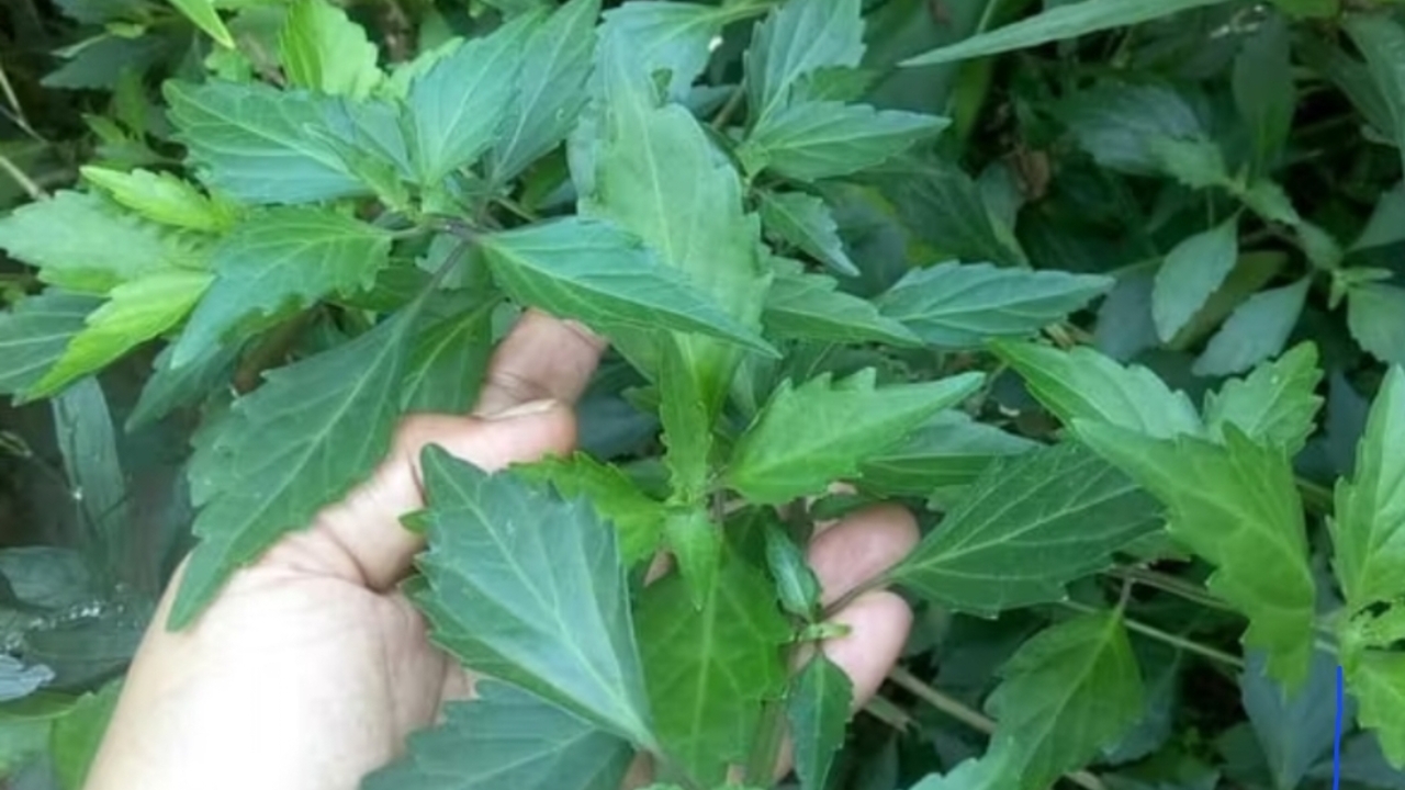 Kumis Kucing untuk Batu Ginjal: Manfaat, Cara Kerja, dan Aturan Konsumsi