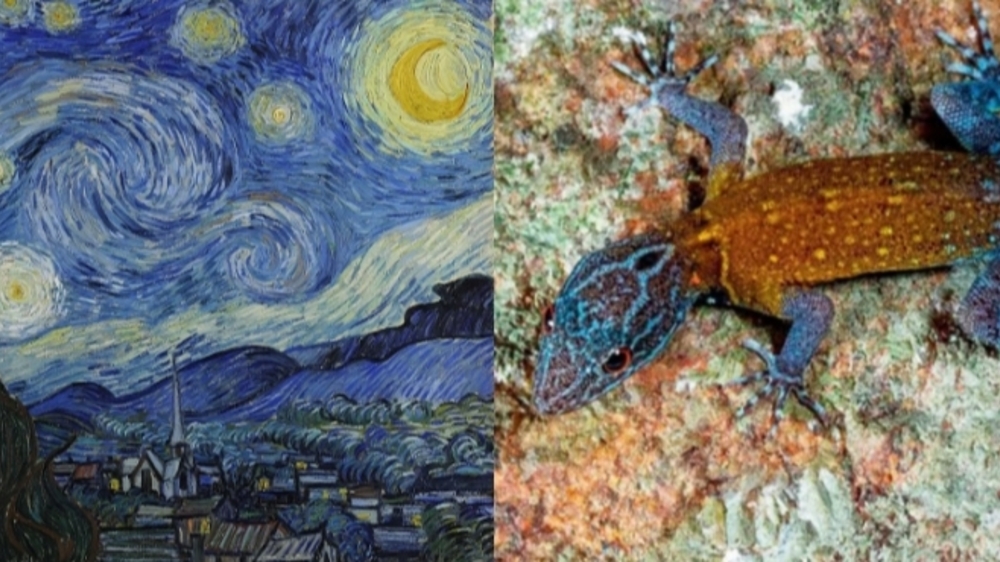 Cnemaspis Vangoghi: Spesies Tokek Baru yang Ditemukan di India, Mirip Lukisan Vincent Van Gogh