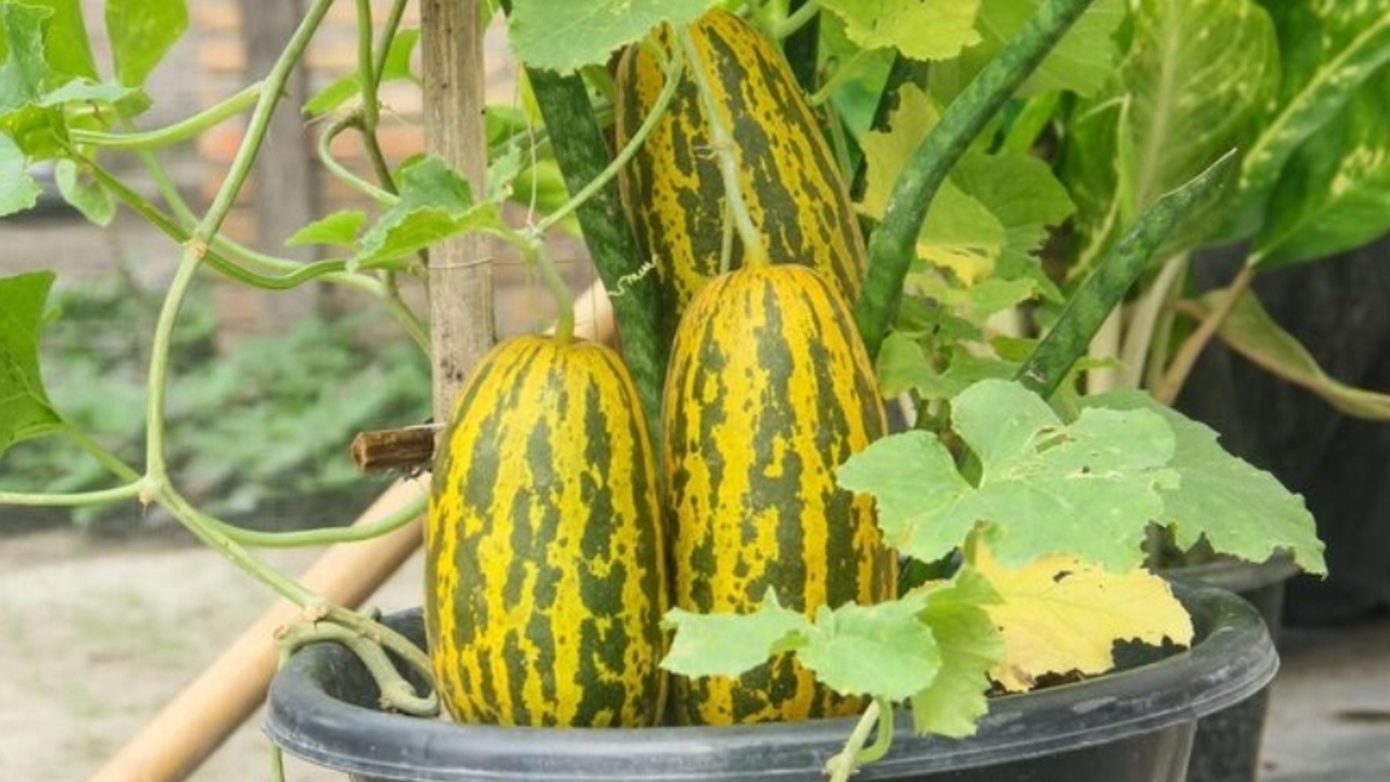 Jadi Favorit Saat Ramadan, Timun Suri Ternyata Punya Segudang Manfaat Kesehatan