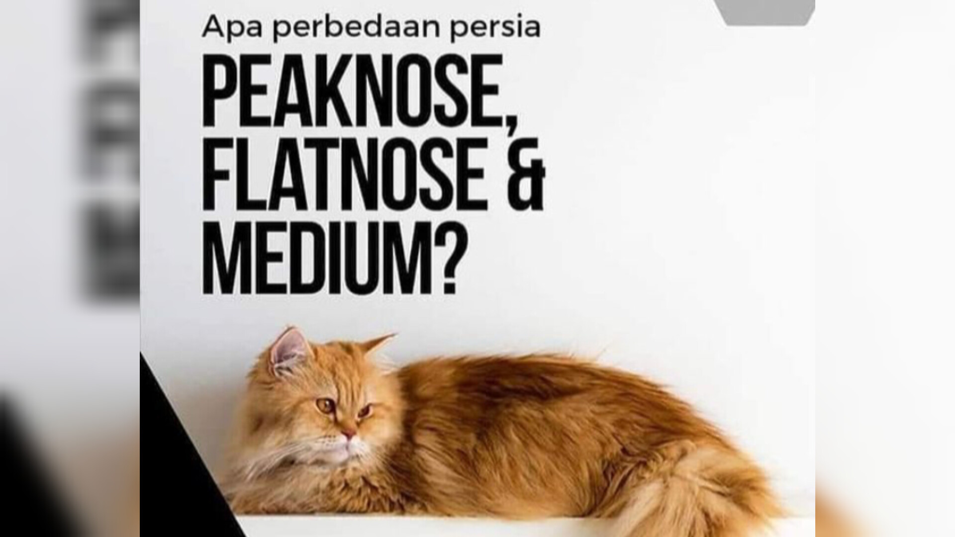 Sudah Tahu Belum? Ini Perbedaan Kucing Persia Medium, Flatnose, dan Peaknose