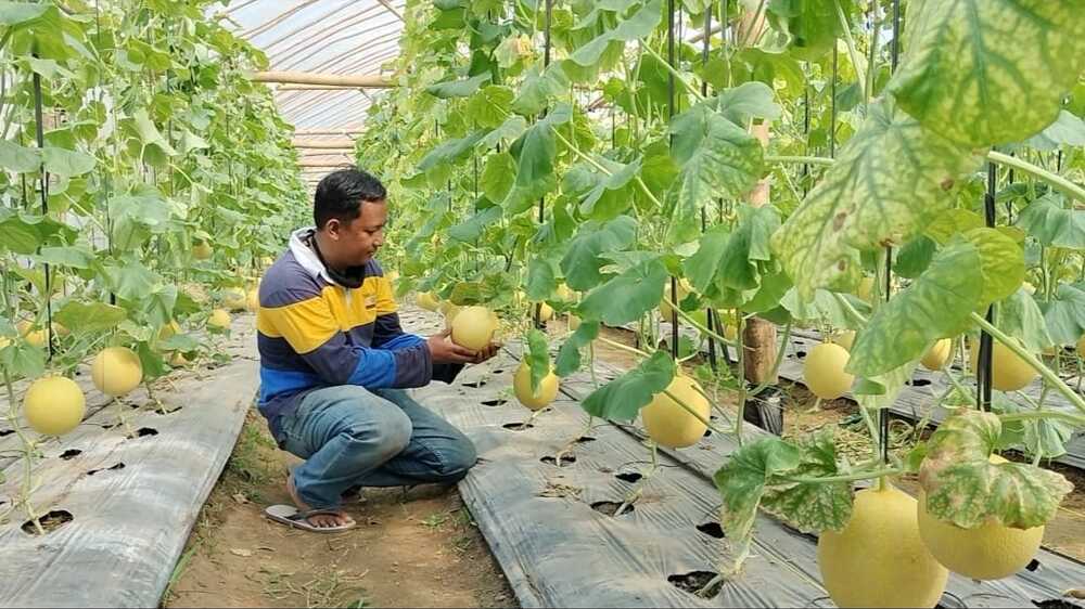Terapkan Sistem Green House, Petani Banyuasin Sukses Bertanam Melon, Keuntungan Bakal Bangun Pesantren