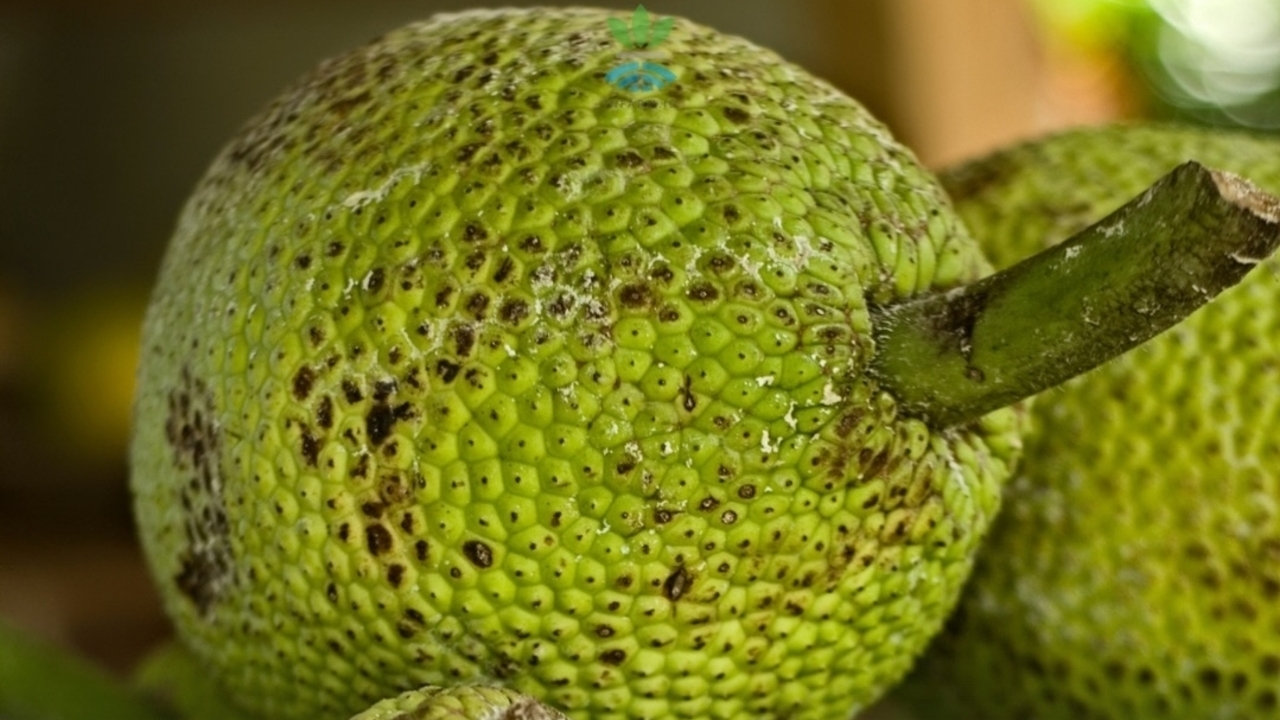 Dunia Berebut Sukun! Buah Sederhana dari Indonesia Ini Disebut Penyelamat Krisis Pangan Global