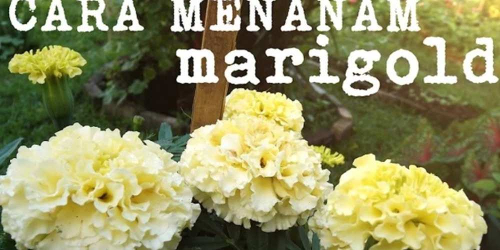 Cara Menanam Marigold, Bunga Cantik dengan Manfaat Luar Biasa