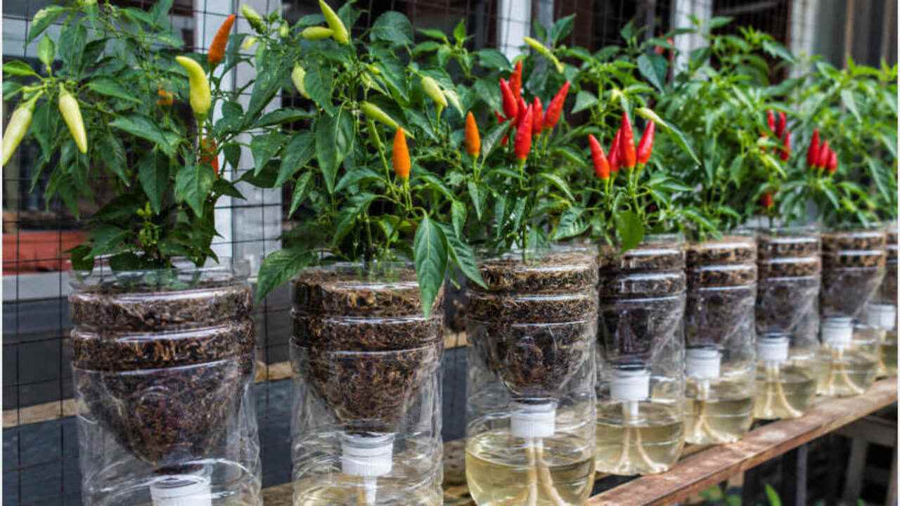 Tips Berkebun Cabai Hidroponik dengan Botol Bekas, Mudah, Murah, dan Cocok untuk Pemula