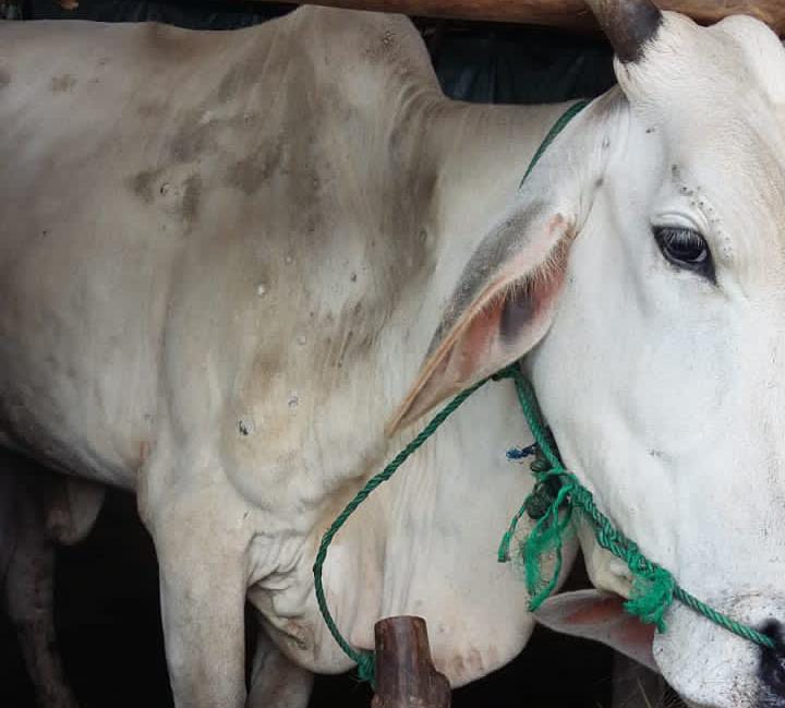 Penyakit Cacar Sapi Menyebar ke Rantau Bayur, Begini Cara Pencegahannya!