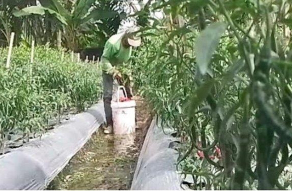 Cuaca Tak Menentu, Petani Cabai Khawatir Gagal Panen