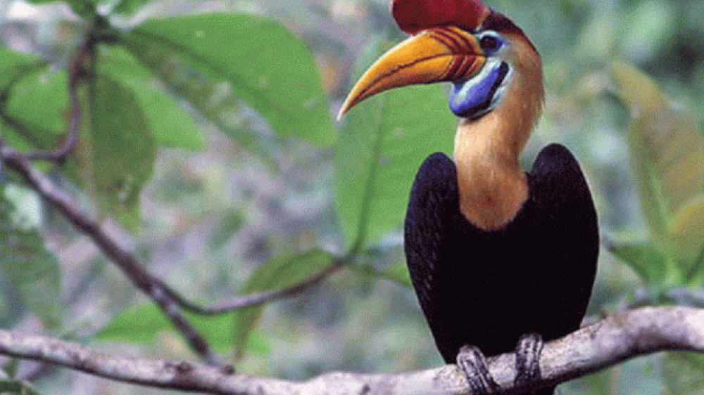 Burung Julang Sulawesi, Raksasa Langit Sulawesi yang Terancam Punah