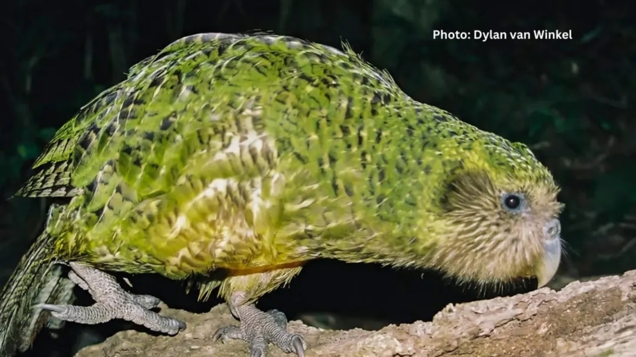 Kakapo, Burung Beo Unik dari Selandia Baru yang Tidak Bisa Terbang