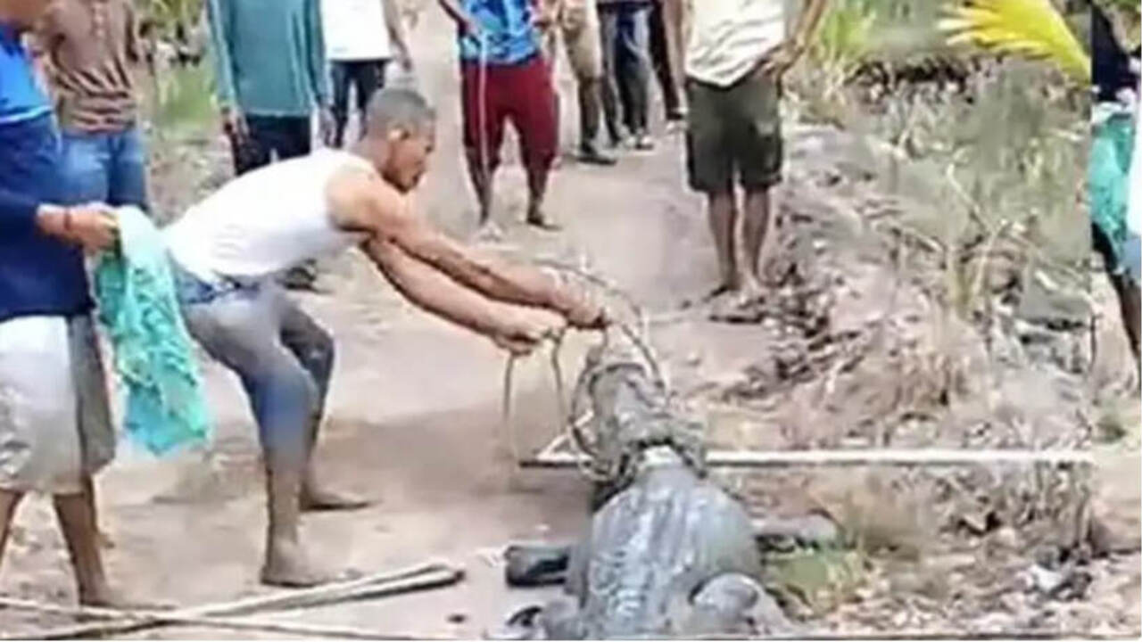 Dua Jam Menegangkan! Warga Banyuasin Berhasil Taklukkan Buaya Muara Raksasa Sepanjang 4 Meter