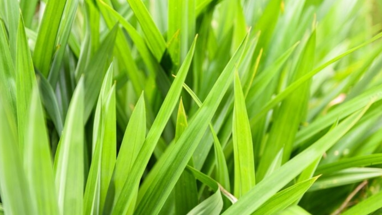 Air Rebusan Daun Pandan Ternyata Bisa Menurunkan Tekanan Darah, Ini Penjelasannya