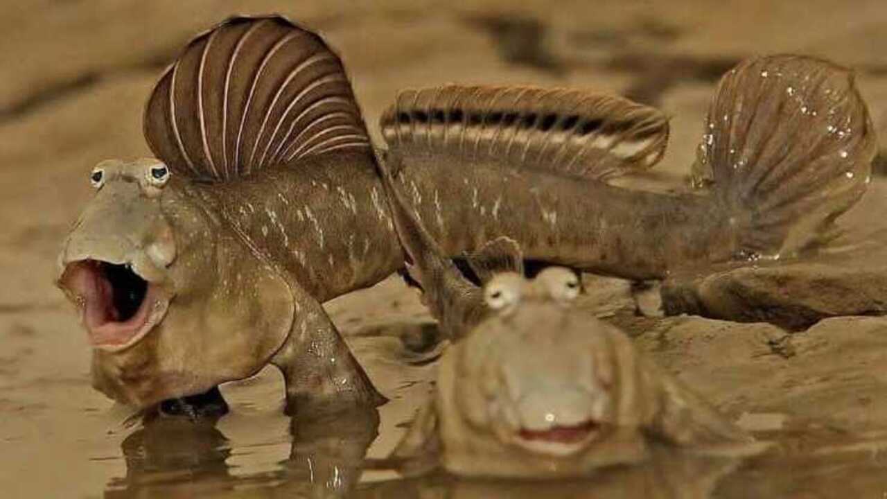 Ikan Belodok, Si “Ikan Berjalan” Penghuni Lumpur yang Unik