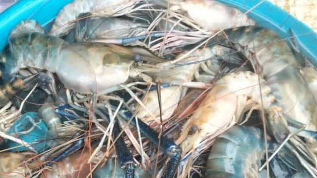 Benarkah Ibu Hamil Tidak Boleh Mengonsumsi Udang