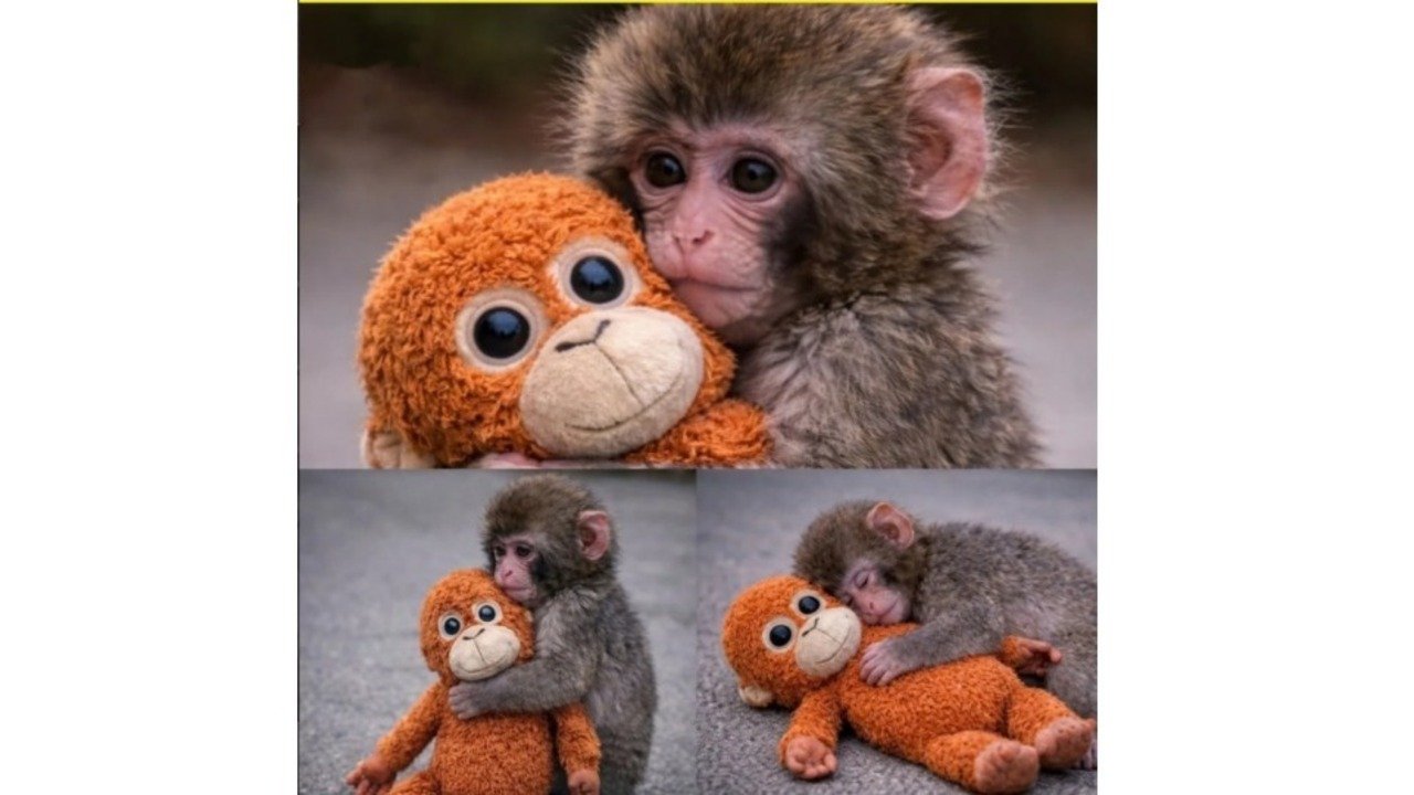 Punch: Bayi Kera Jepang yang Viral karena Pelukan Boneka Orangutan