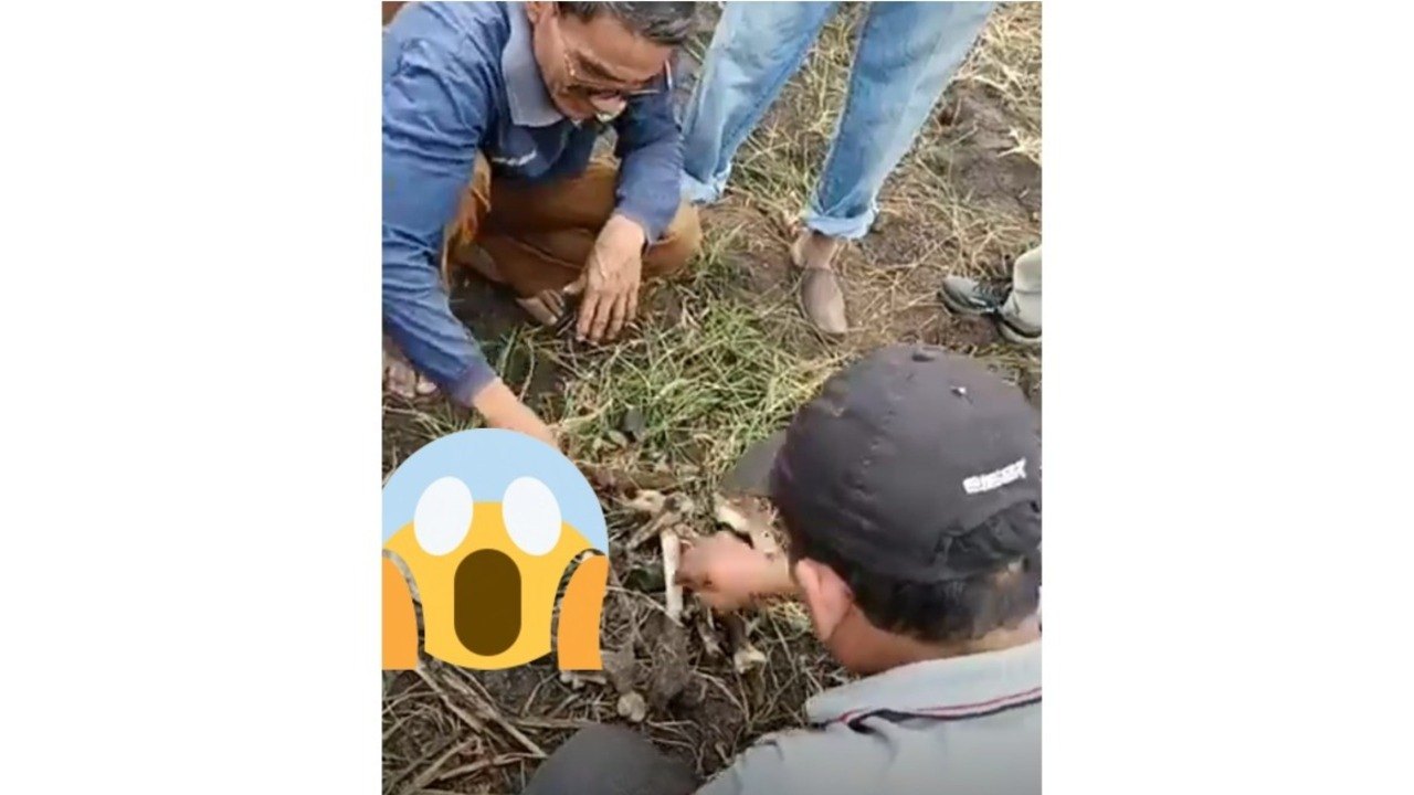 Warga Temukan Kerangka Diduga Tulang Manusia di Lebung Bakar Pulau Harapan, Polisi Turun Tangan