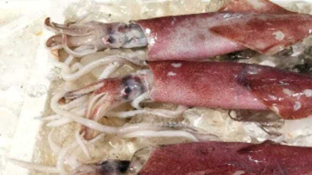 Cumi-Cumi, Makanan Laut Bernutrisi untuk Dukung Pertumbuhan Anak