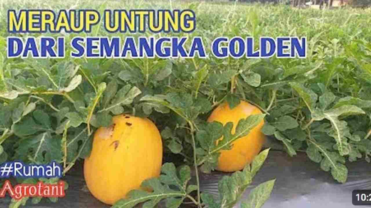 Rahasia Untung Jutaan dari Semangka Golden, Kamu Wajib Tahu!