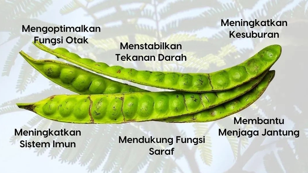 Petai, Si Buah Kecil dengan Manfaat Besar, Masih Ragu untuk Mengkonsumsinya?