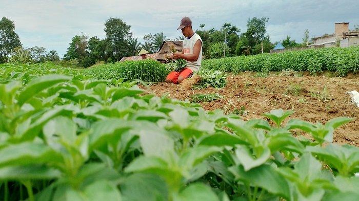 Petani Sayur Pilih Tanam Jenis Sayur Ini Menghadapi Cuaca Ekstrem