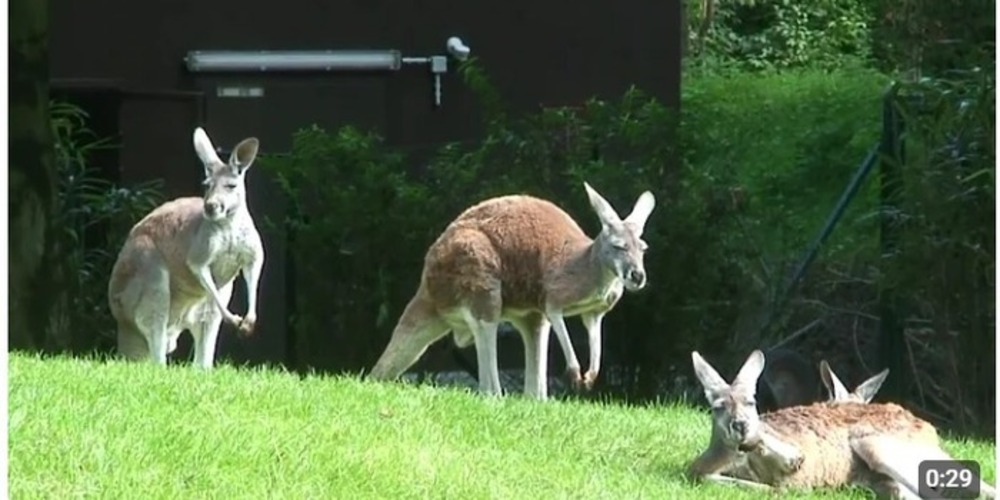 5 Hewan Unik dari Australia yang Bikin Kamu Takjub, Pesona Eksotis Negeri Kanguru!