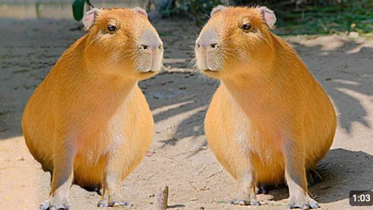 Penasaran Sama Capybara? Ini Hewan Super Friendly yang Bikin Semua Orang Jatuh Cinta!