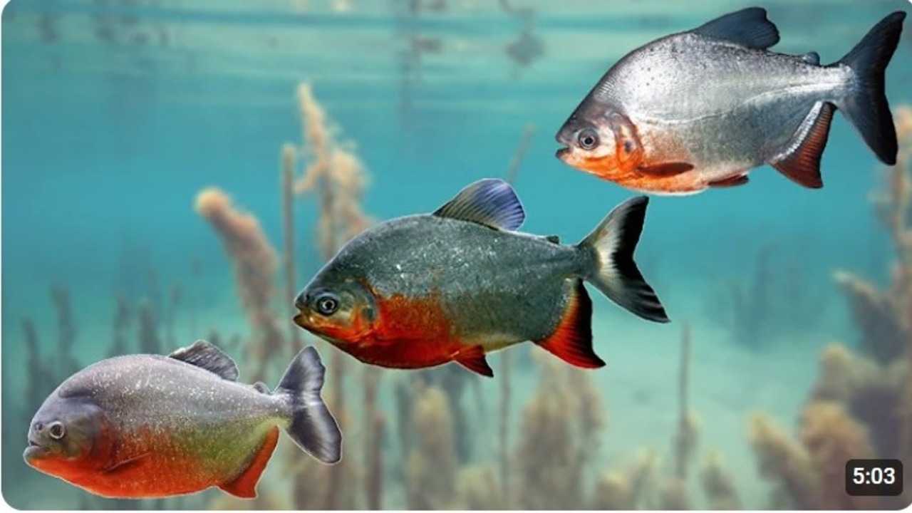 Bedain Piranha, Bawal, dan Pacu dengan Mudah! Jangan Sampai Keliru!