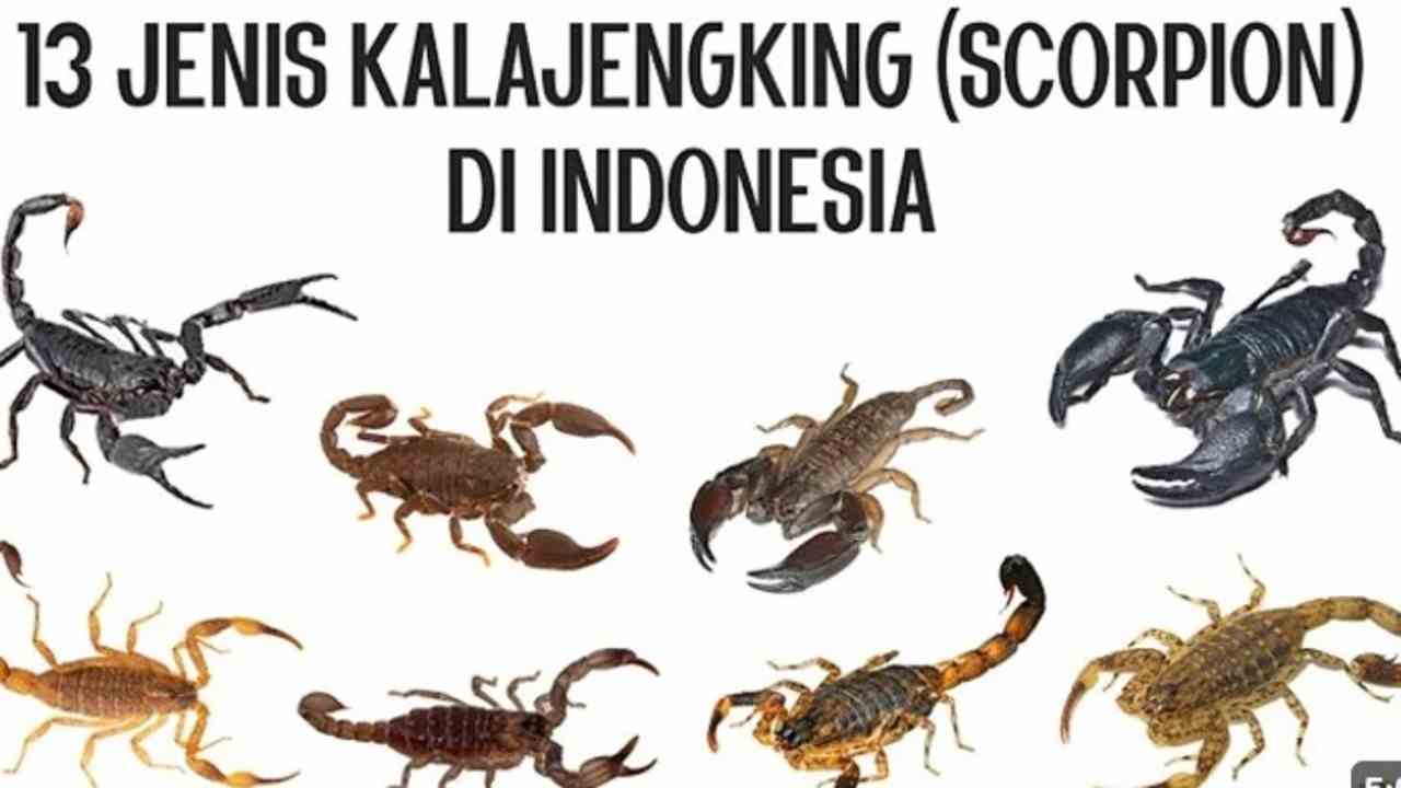 Yuk Mengenal 13 Jenis Kalajengking yang Ada di Indonesia